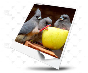 manzana para pájaros , frutas ideales en la muda
