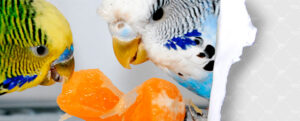 Vitaminas y complementos alimenticios para aves