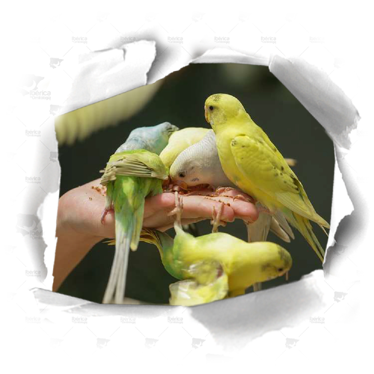 muda y alimentación de pájaros
