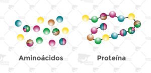 proteinas y aminoacidos