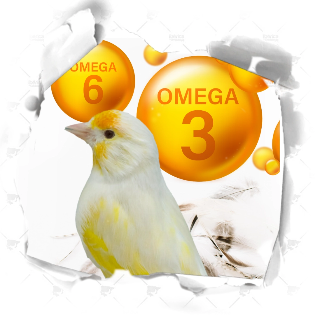 omega 6 y 3 para pajaros